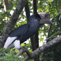 Black-and-white-casqued Hornbill